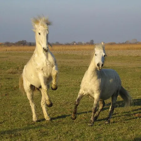 게스트하우스 Le Figuier Beauvoisin (Gard)