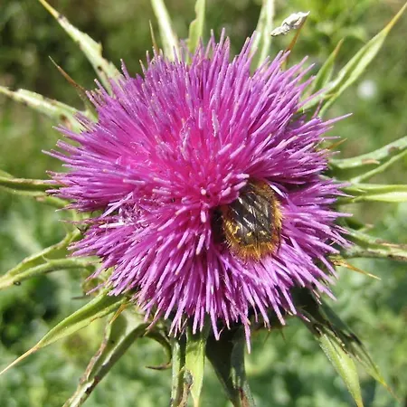 Le Figuier 게스트하우스 Beauvoisin (Gard)