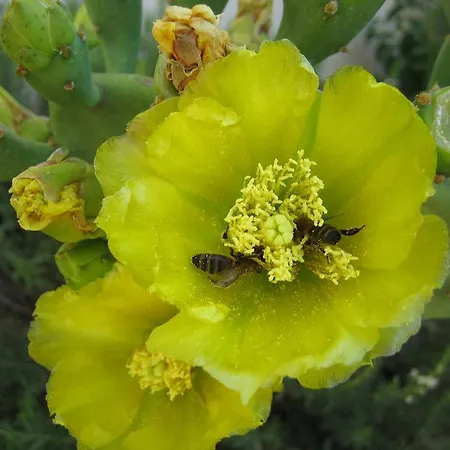 게스트하우스 Le Figuier Beauvoisin (Gard)