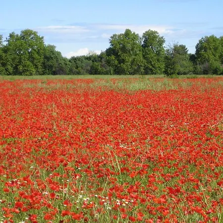 Le Figuier Beauvoisin (Gard)