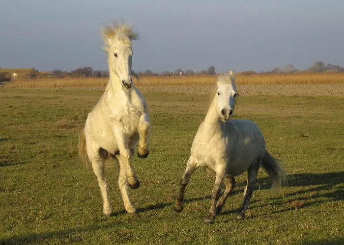 Gasthuis Le Figuier Beauvoisin (Gard)