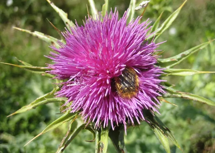 Le Figuier Gasthuis Beauvoisin (Gard)
