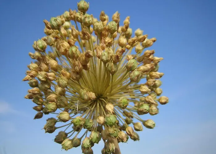 Gasthuis Le Figuier *