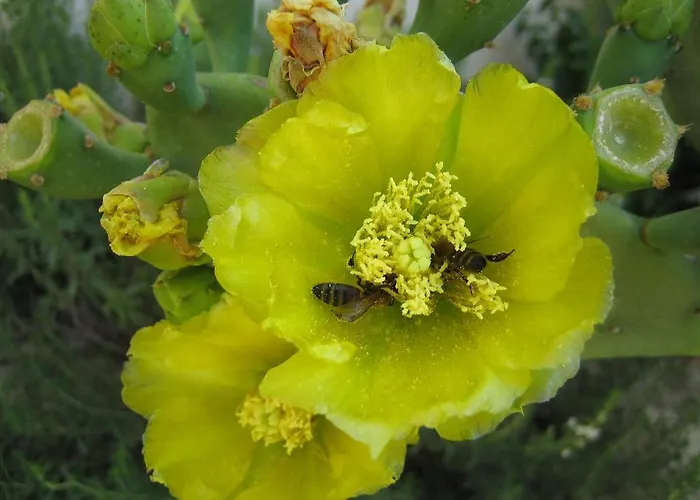 Gasthuis Le Figuier Beauvoisin (Gard)