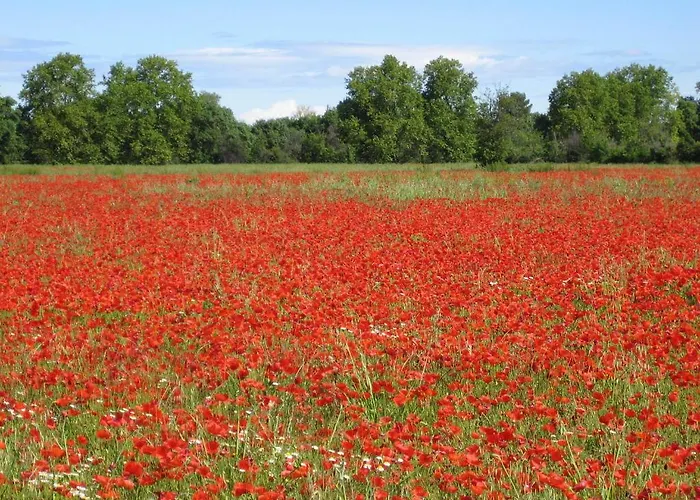 Le Figuier Beauvoisin (Gard)