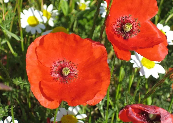 Le Figuier Gasthuis Beauvoisin (Gard)