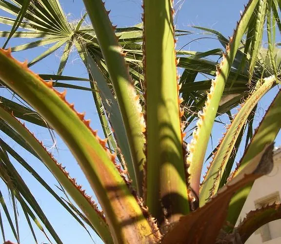 Le Figuier Gasthuis *